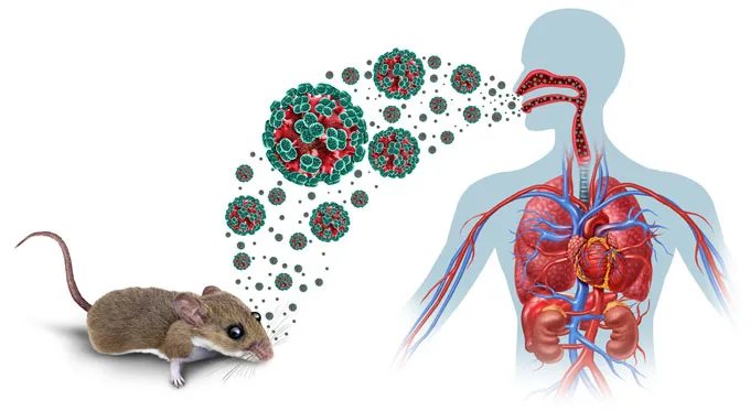 Hantavirus awareness and prevention
